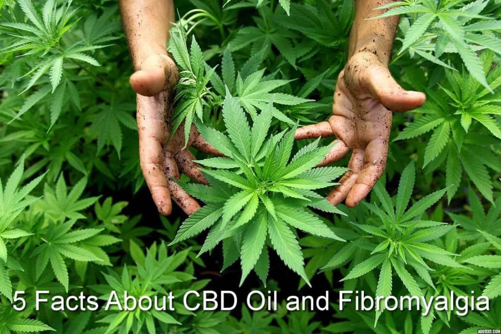 5 Facts About CBD Oil and Fibromyalgia